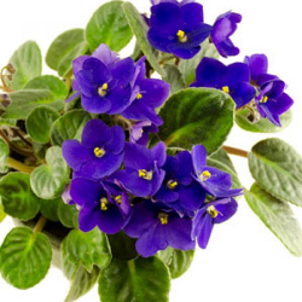 African Violet Purple Plant - Saintpaulia Ionantha